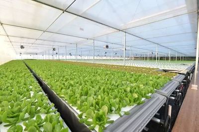 年產(chǎn)19茬蔬菜的工廠到底有多“恐怖”？全面揭秘京東植物工廠