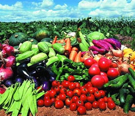 福永、沙井及深圳地區(qū)的農(nóng)產(chǎn)品與綠植服務(wù)概覽 蔬菜配送、批發(fā)與苗木供應(yīng)