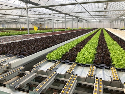 孫橋農(nóng)業(yè)智能化蔬菜工廠建設(shè)圓滿完工，苗木產(chǎn)業(yè)邁向新紀(jì)元